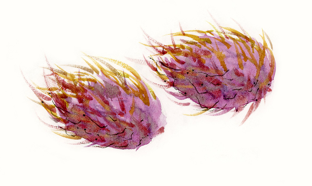 rambutan